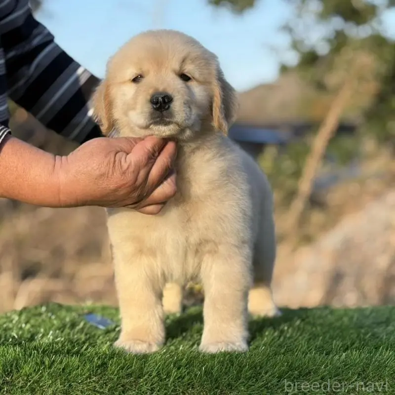販売中の三重県のゴールデンレトリーバー-451828の3枚目