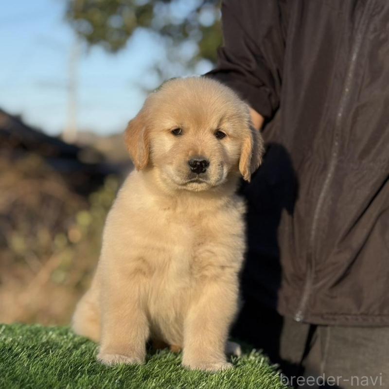 販売中の三重県のゴールデンレトリーバー-451828の2枚目