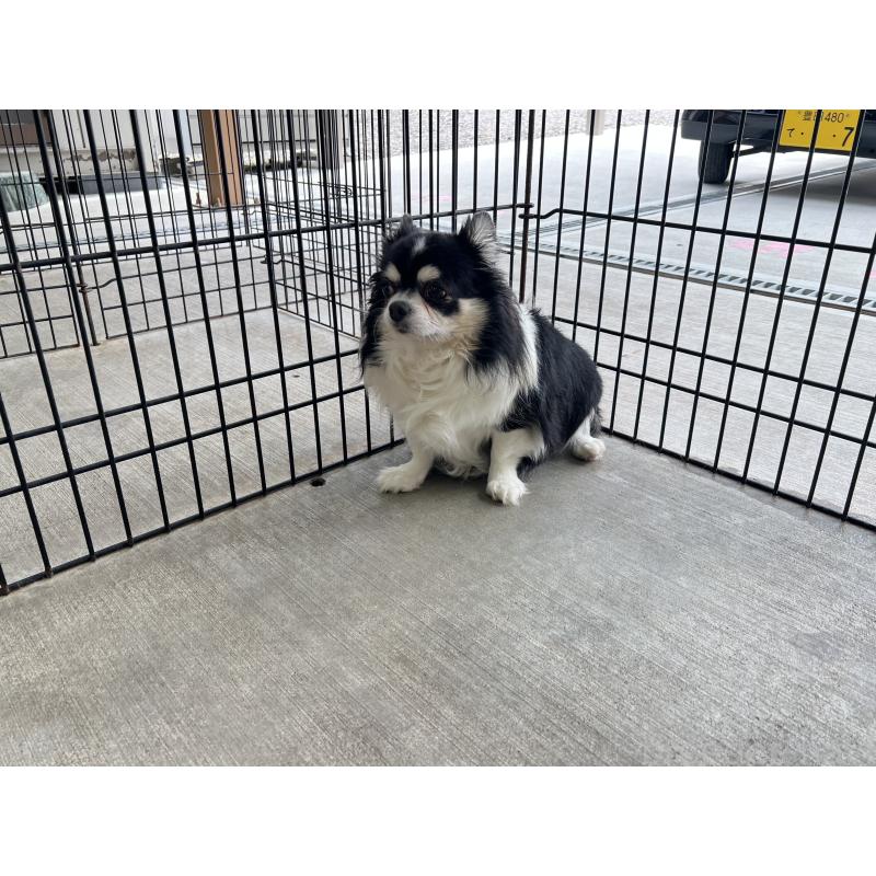 販売中の愛知県のチワワ(ロングコート)-451831の2枚目