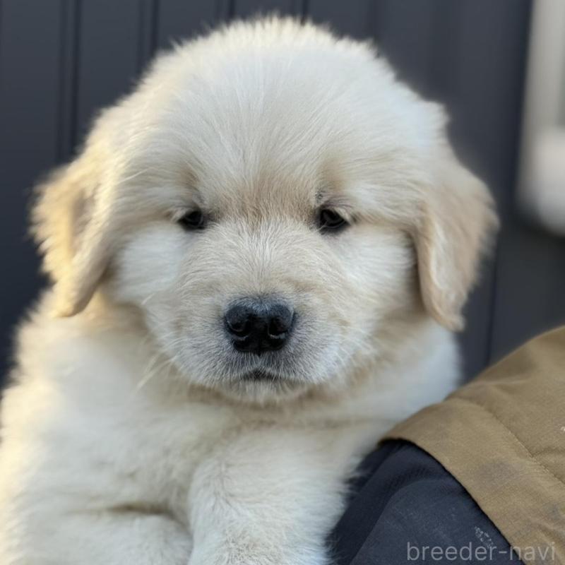 販売中の三重県のゴールデンレトリーバー-451830の7枚目