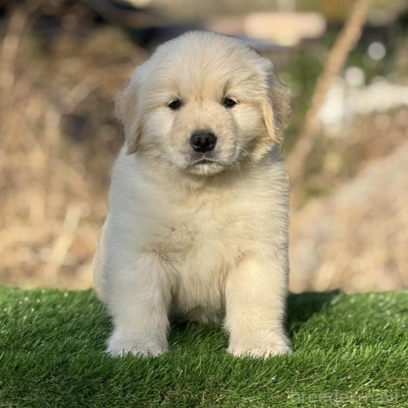 販売中の三重県のゴールデンレトリーバー-451830の6枚目