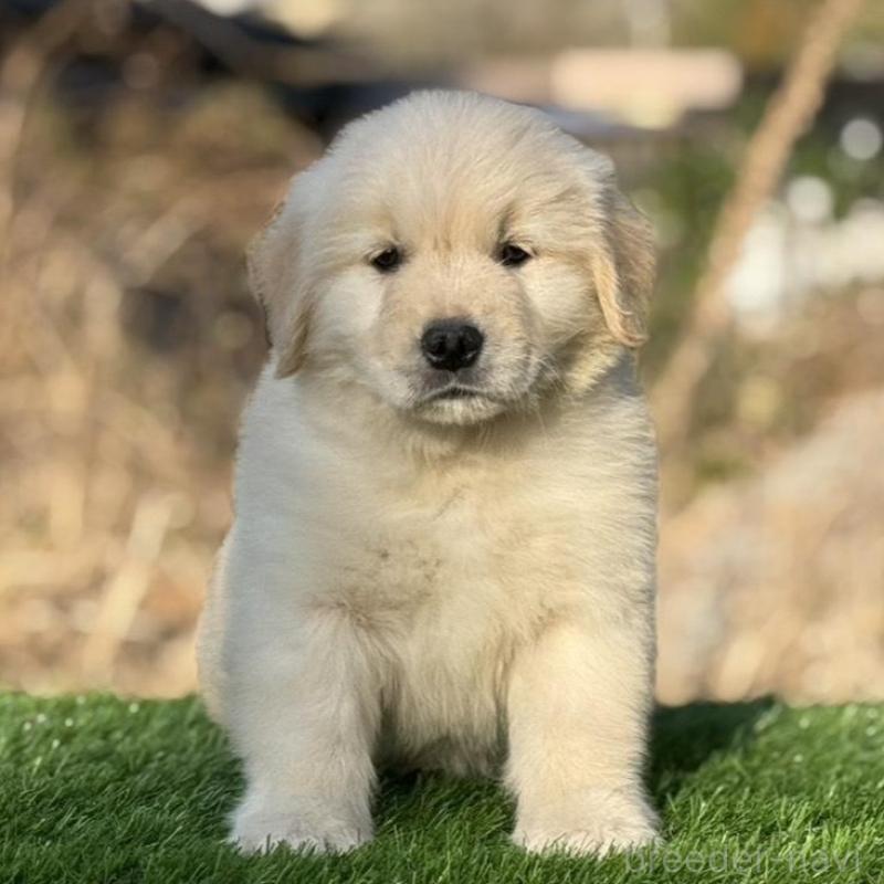 販売中の三重県のゴールデンレトリーバー-451830の5枚目