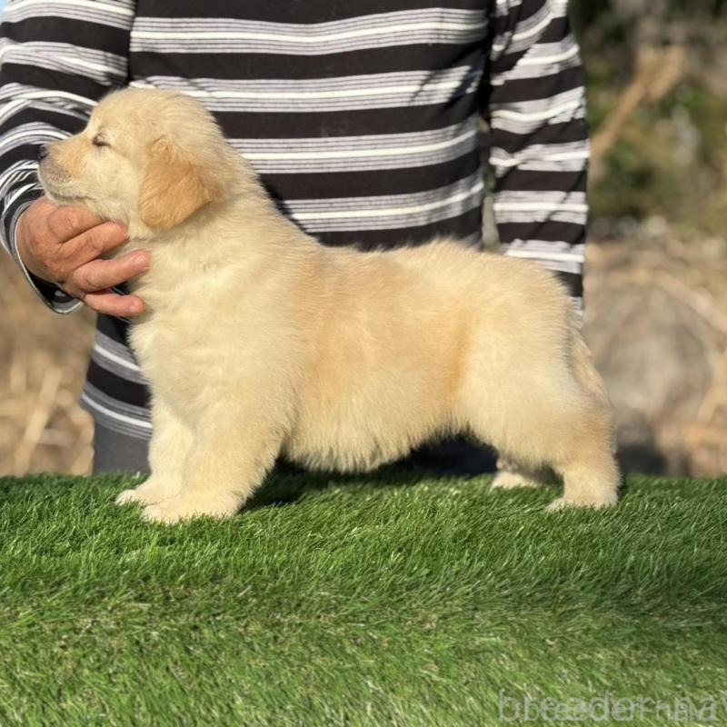 販売中の三重県のゴールデンレトリーバー-451830の3枚目