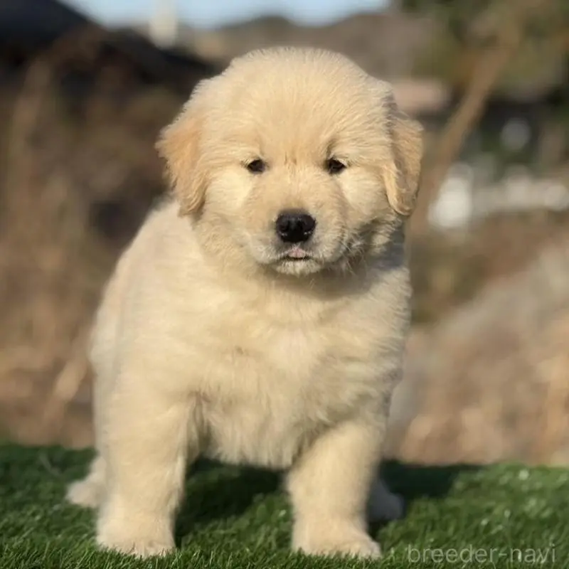 販売中の三重県のゴールデンレトリーバー-451830