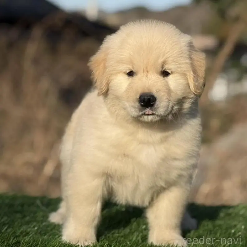 販売中の三重県のゴールデンレトリーバー-451830の2枚目