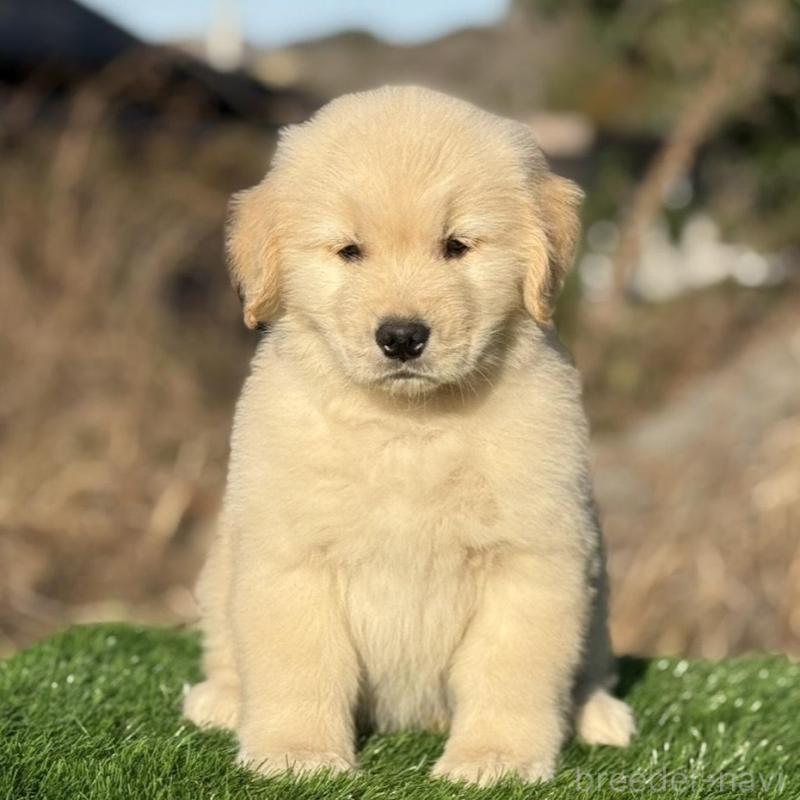 販売中の三重県のゴールデンレトリーバー-451832の5枚目