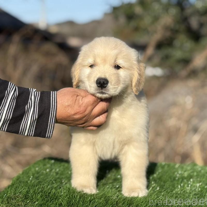 販売中の三重県のゴールデンレトリーバー-451832の4枚目