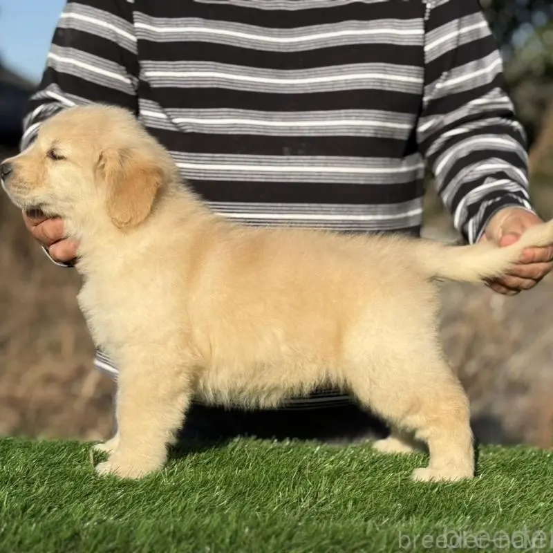 販売中の三重県のゴールデンレトリーバー-451832の3枚目