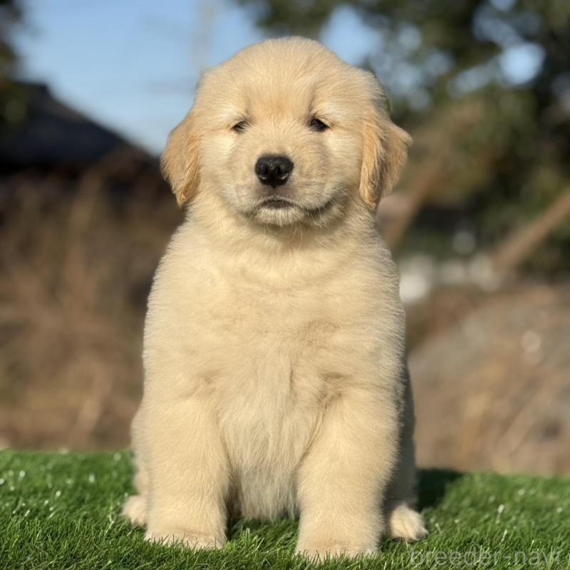 販売中の三重県のゴールデンレトリーバー-451832の2枚目