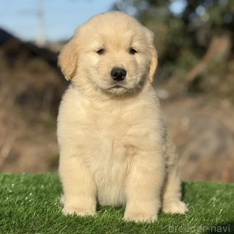 販売中の三重県のゴールデンレトリーバー-451832