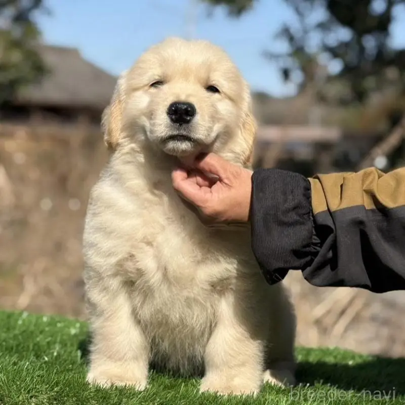 販売中の三重県のゴールデンレトリーバー-451833