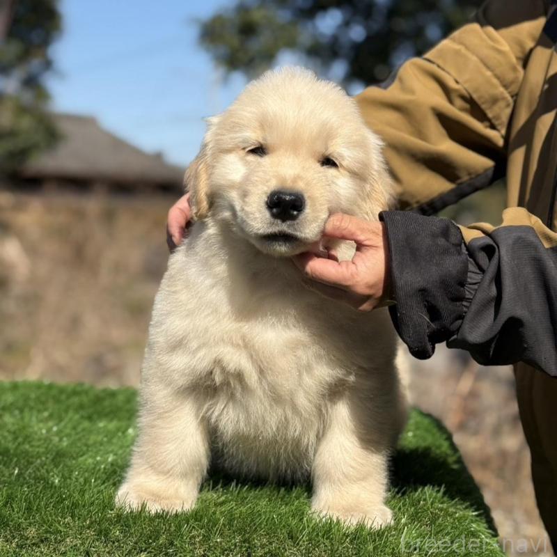 販売中の三重県のゴールデンレトリーバー-451833の5枚目