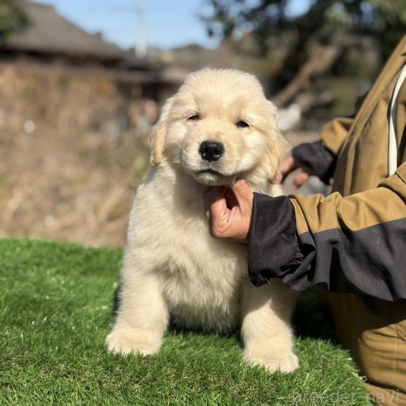 販売中の三重県のゴールデンレトリーバー-451833の4枚目