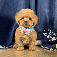 ♀︎トイプードル