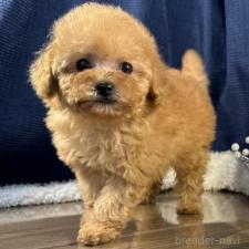 ♀︎トイプードル