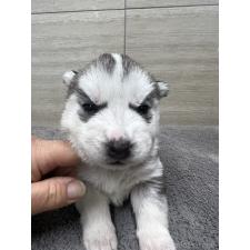 ♀︎シベリアンハスキー