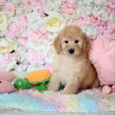 ♀︎スタンダードプードル