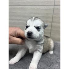 ♀︎シベリアンハスキー