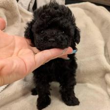 ティーカッププードルの子犬