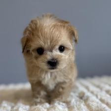 ♀︎マルプー:マルチーズ×トイプードル