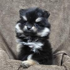 ♀︎ポメラニアン