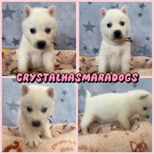 オンライン見学