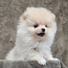 ♀︎ポメラニアン