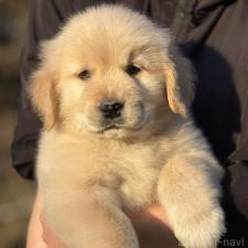 ♀︎ゴールデンレトリーバー