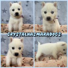 ♀︎シベリアンハスキー