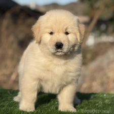 ♀︎ゴールデンレトリーバー