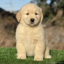 ♀︎ゴールデンレトリーバー