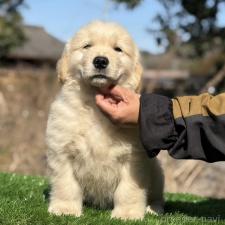 ♀︎ゴールデンレトリーバー