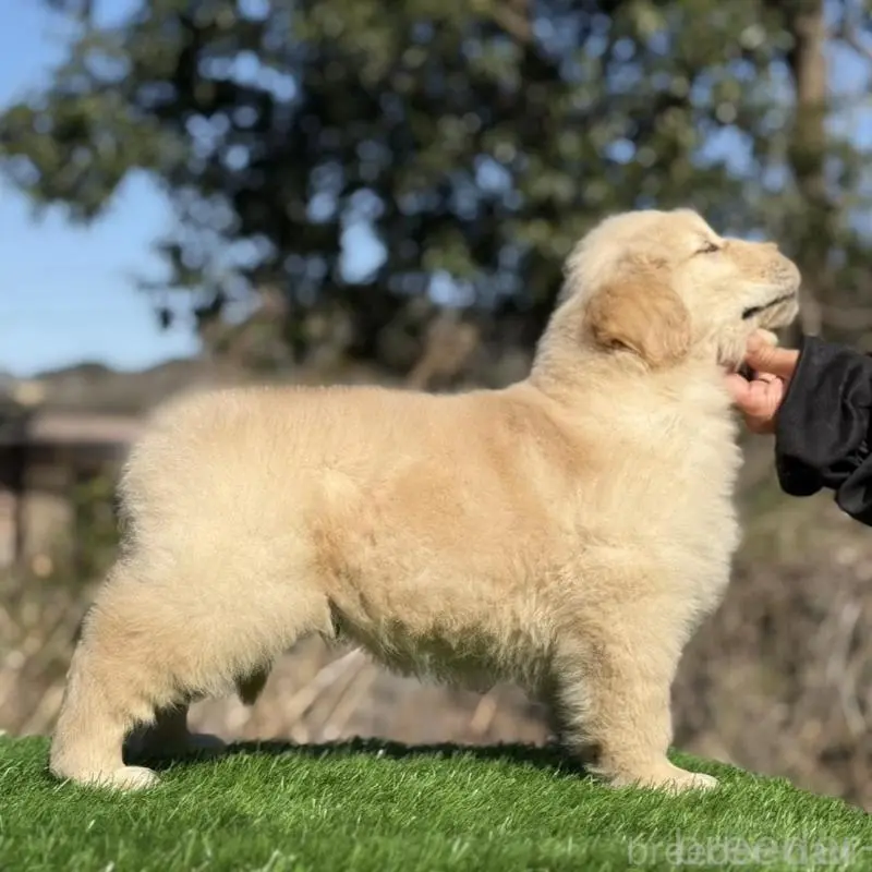 販売中の三重県のゴールデンレトリーバー-451833の3枚目