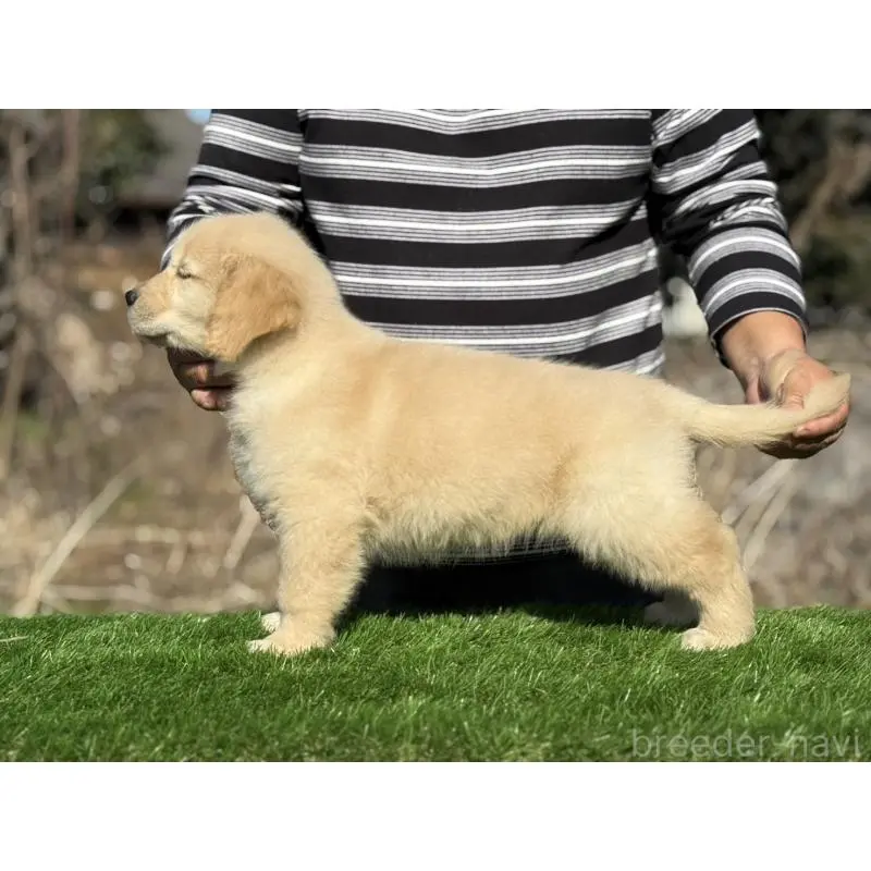 販売中の三重県のゴールデンレトリーバー-451834の4枚目