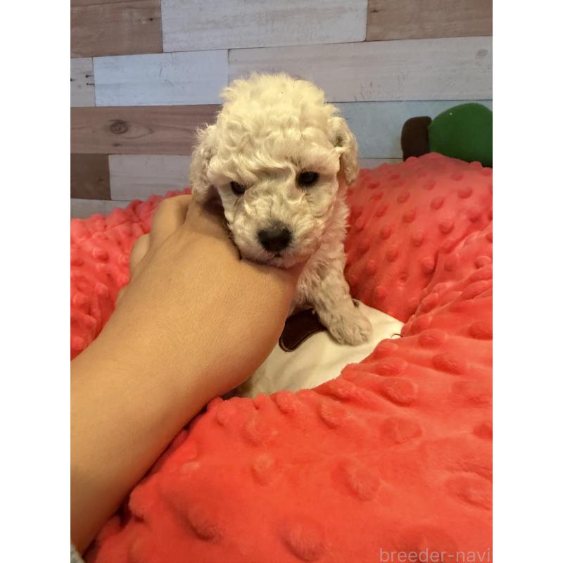 販売中の佐賀県のトイプードル-450341