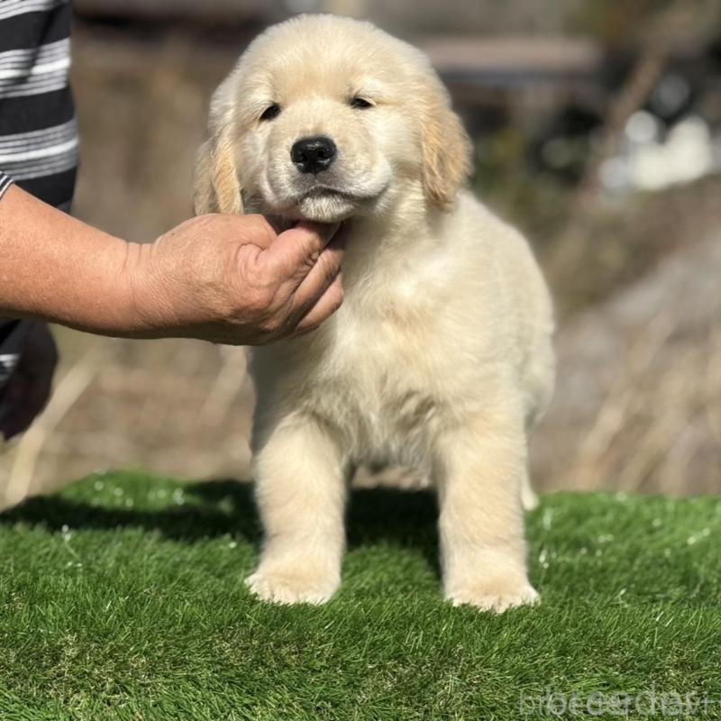 販売中の三重県のゴールデンレトリーバー-451834の2枚目