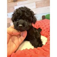 ♀︎トイプードル