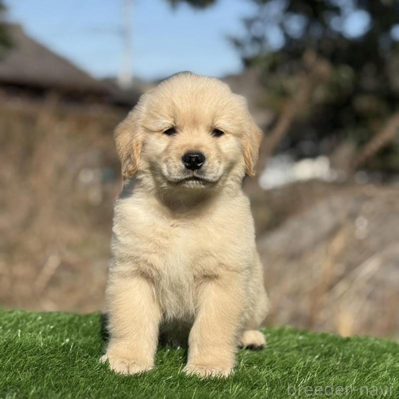 販売中の三重県のゴールデンレトリーバー-451837の4枚目