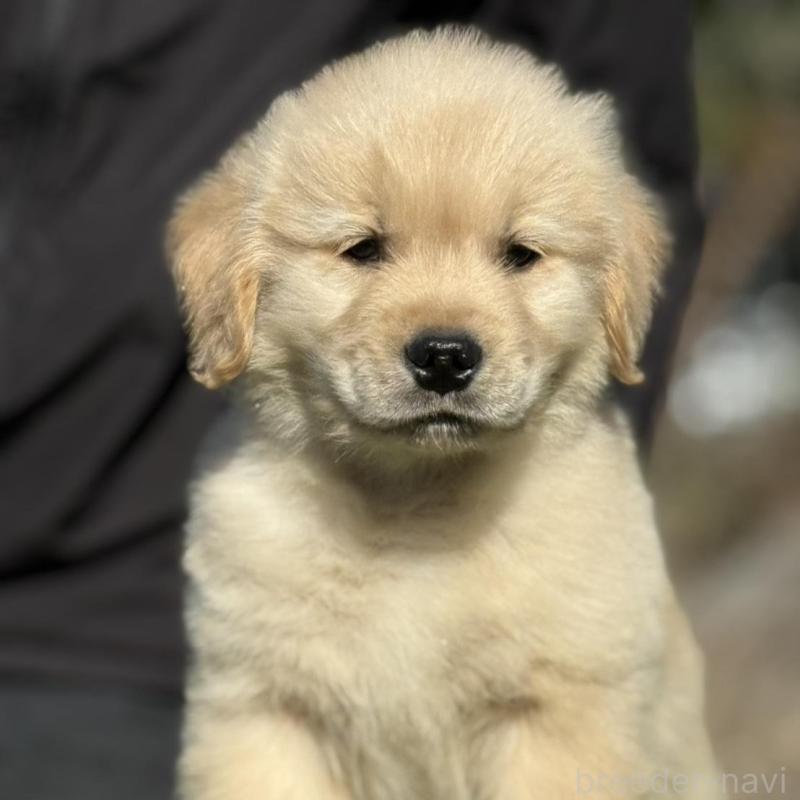 販売中の三重県のゴールデンレトリーバー-451837