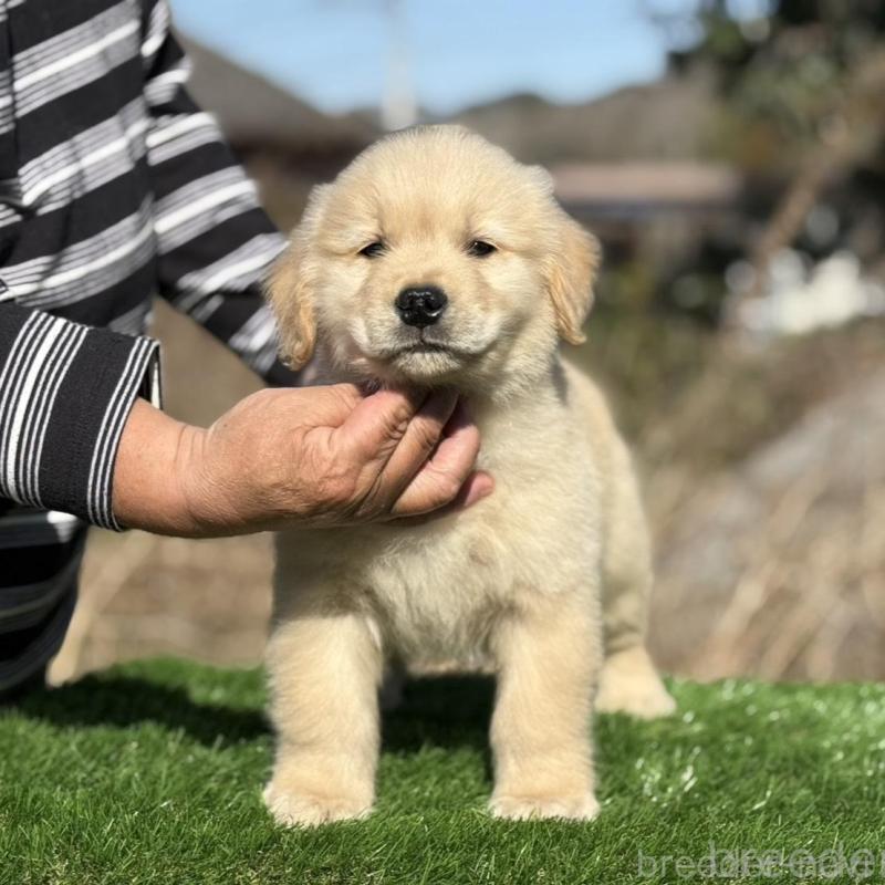 販売中の三重県のゴールデンレトリーバー-451837の3枚目