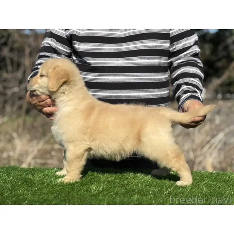 販売中の三重県のゴールデンレトリーバー-451837の2枚目