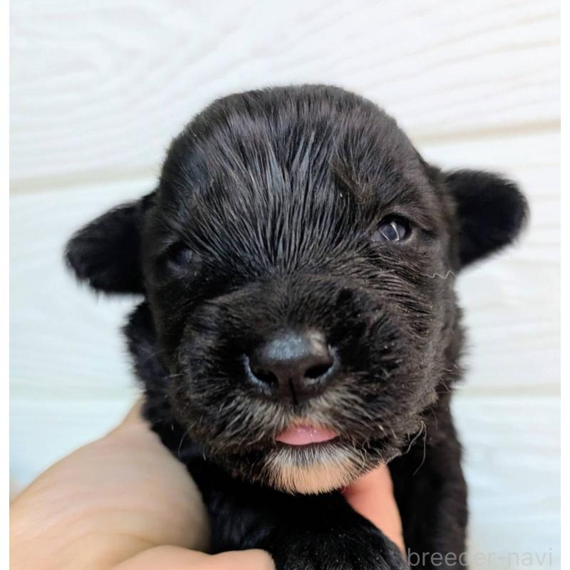 販売中の宮崎県のミックス犬-451835