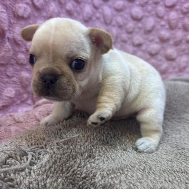 販売中の茨城県のフレンチブルドッグ-450570