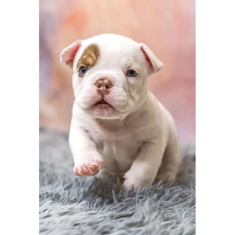 販売中の大阪府のエキゾチックブリー-451839