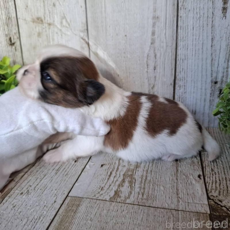 販売中の千葉県のシーズー-451840の10枚目