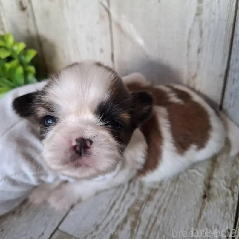 販売中の千葉県のシーズー-451840の9枚目