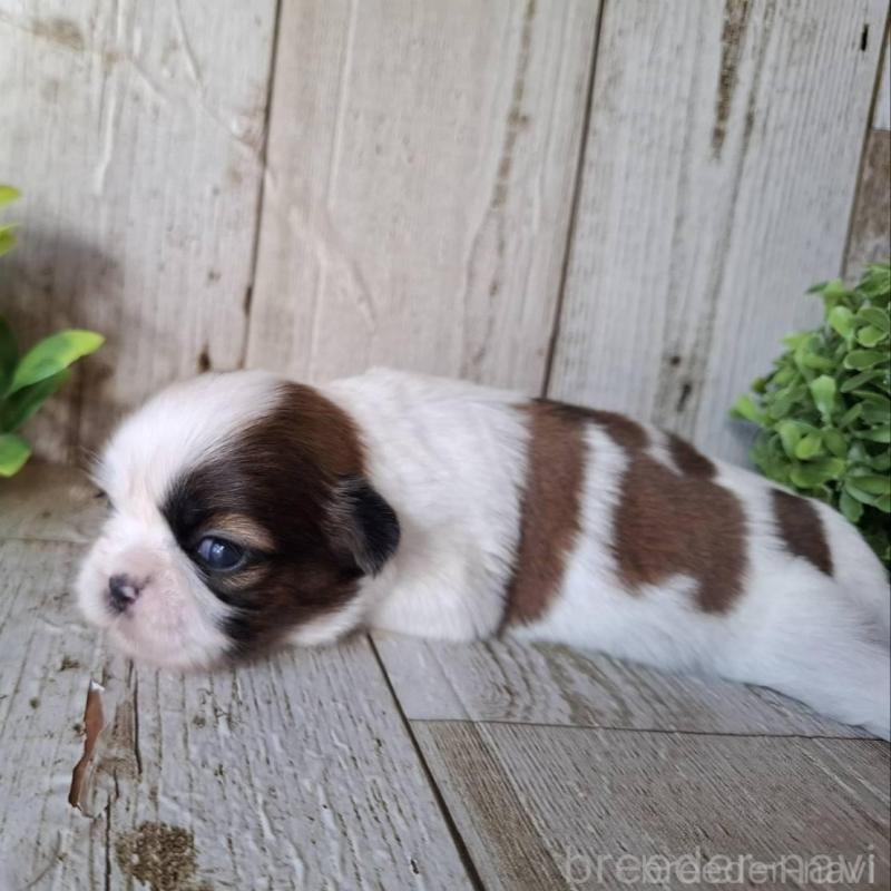 販売中の千葉県のシーズー-451840の8枚目