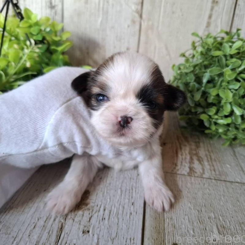 販売中の千葉県のシーズー-451840の7枚目