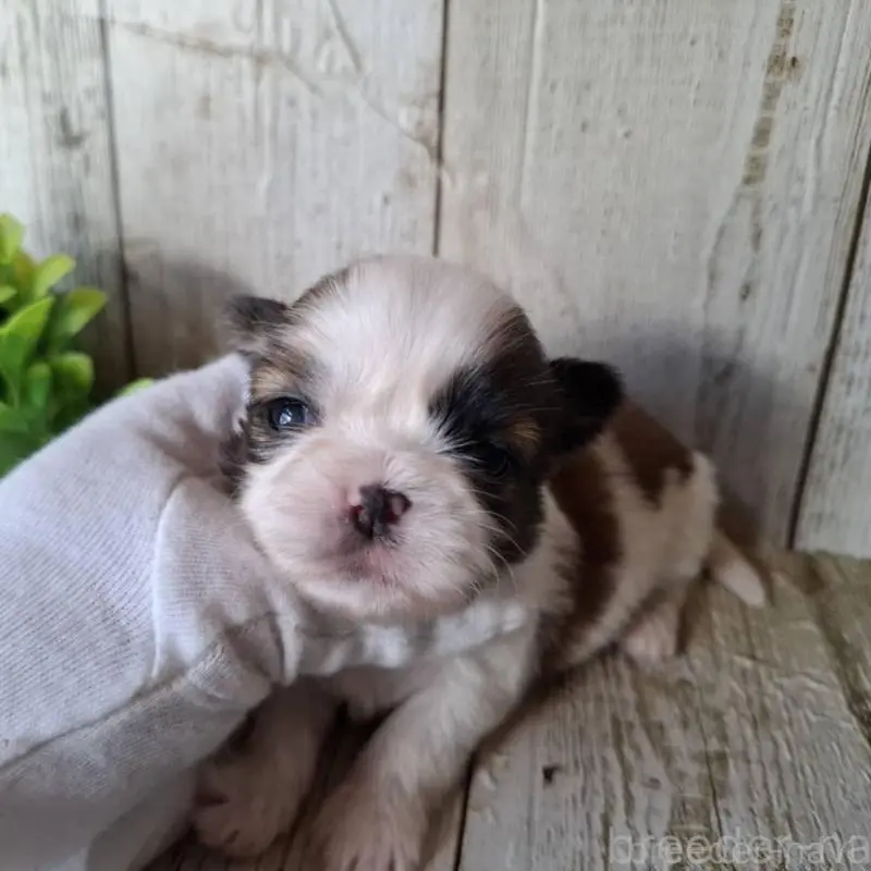 販売中の千葉県のシーズー-451840の6枚目