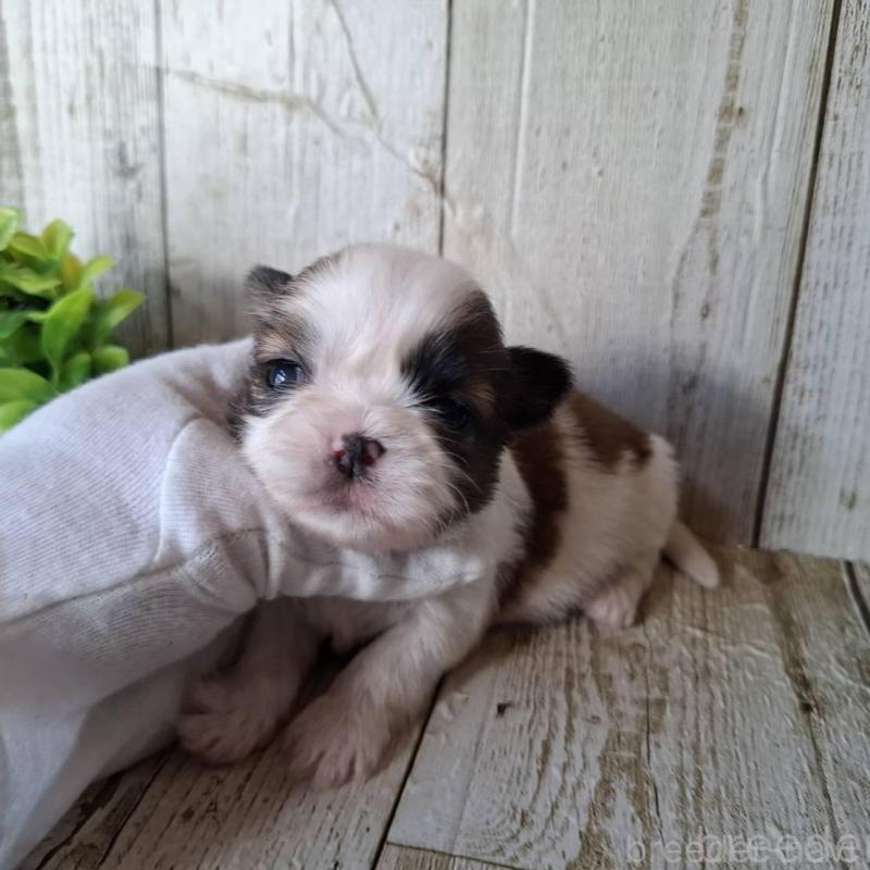 販売中の千葉県のシーズー-451840の5枚目